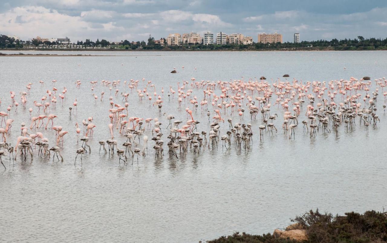Promenade Breeze City Apartment Larnaca Eksteriør billede